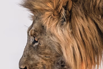 Sunway Safari Tours in Africa 2027