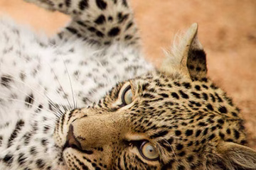 Sunway Safari Tours in Africa 2026